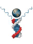 Antibody